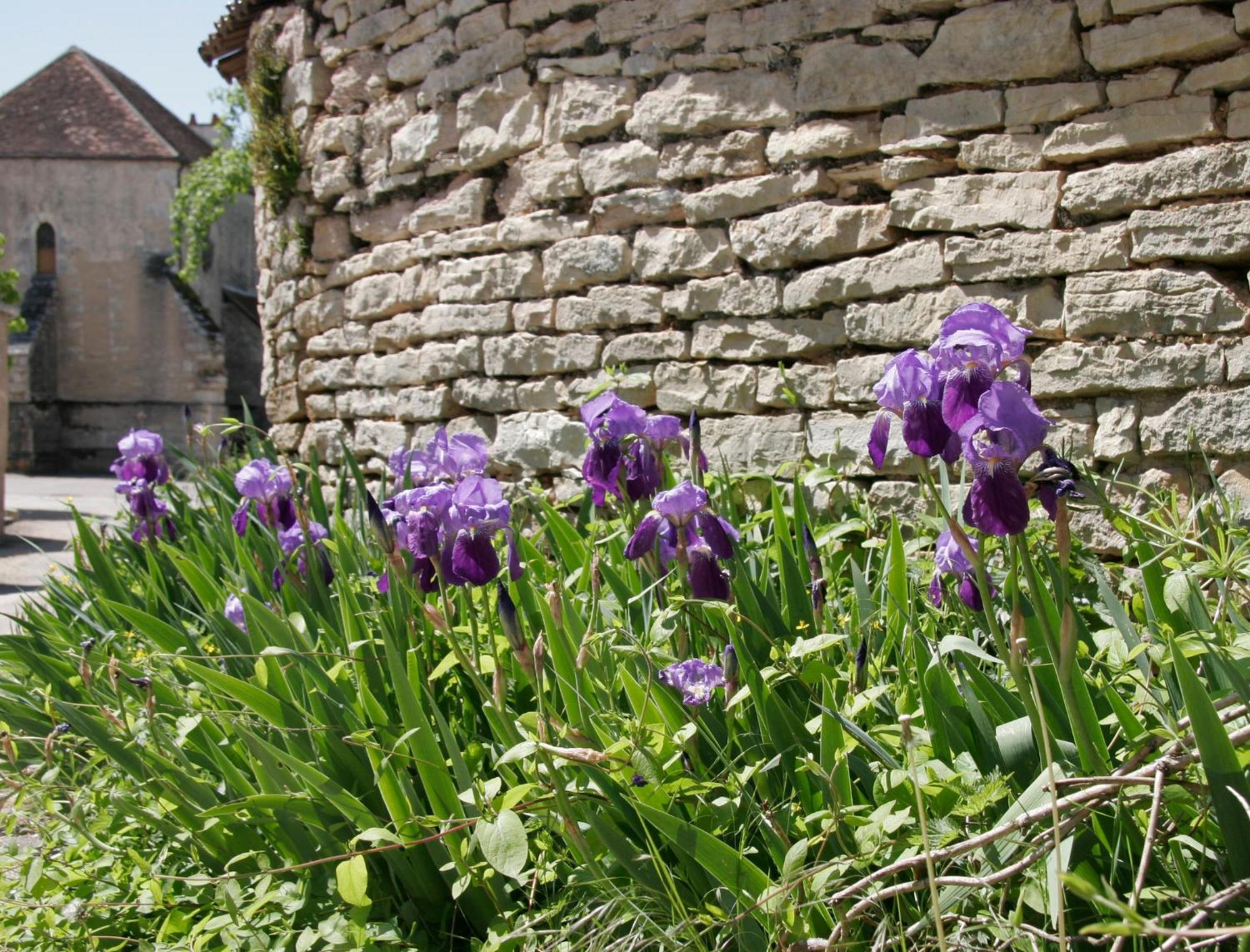 Côté-Serein - Les chambres du Clos-Malo Noyers-sur-Serein Extérieur photo